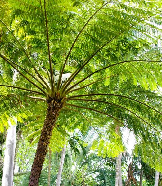 Cyathea cooperi